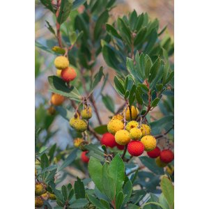 Jahodovec obyčajný (Arbutus unedo-Litchi) ´PEACE AND LOVE´ - výška 170-190 cm, kont. C5L - NA KMIENKU